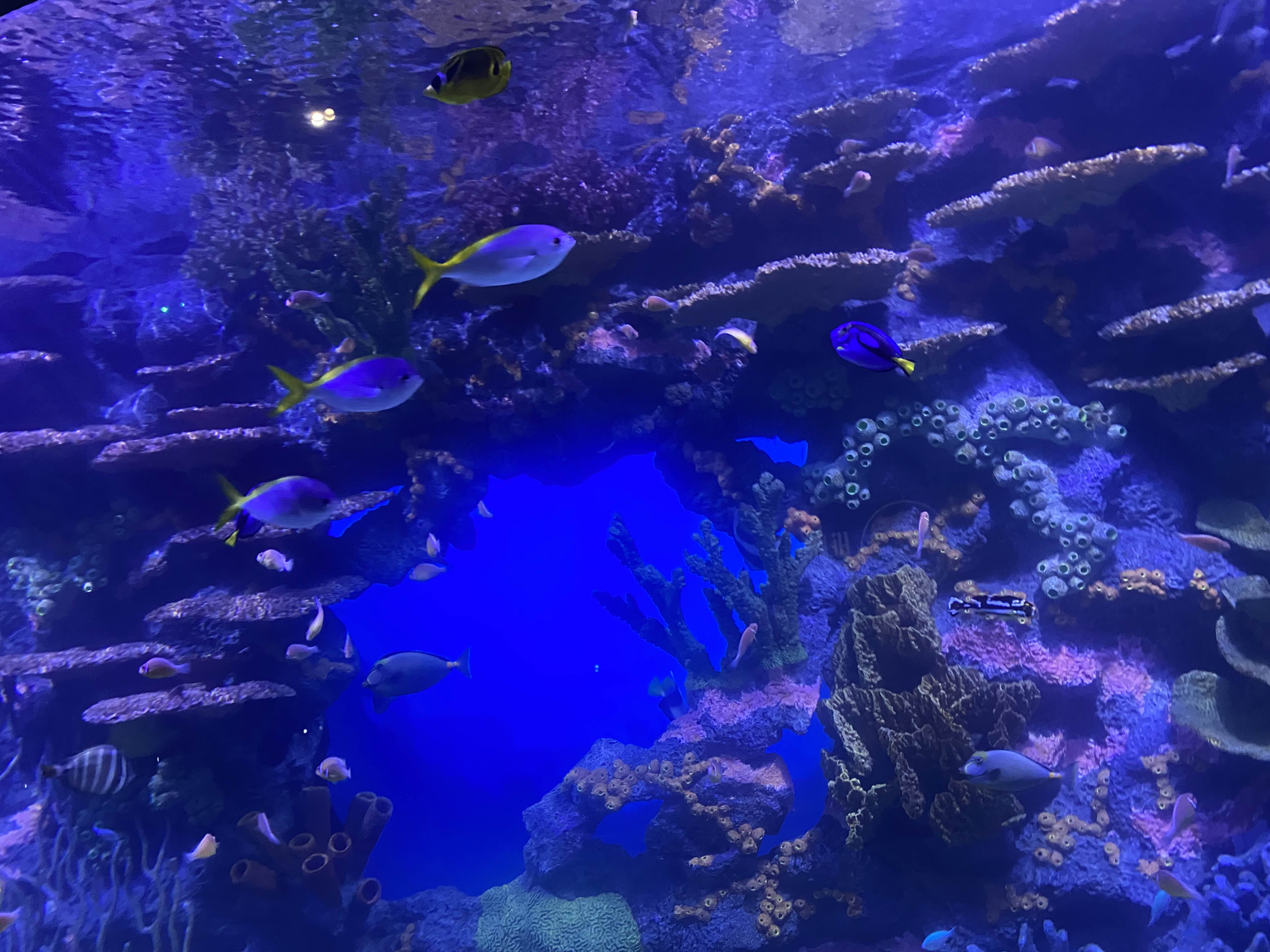Tennesee Aquarium, Tennessee