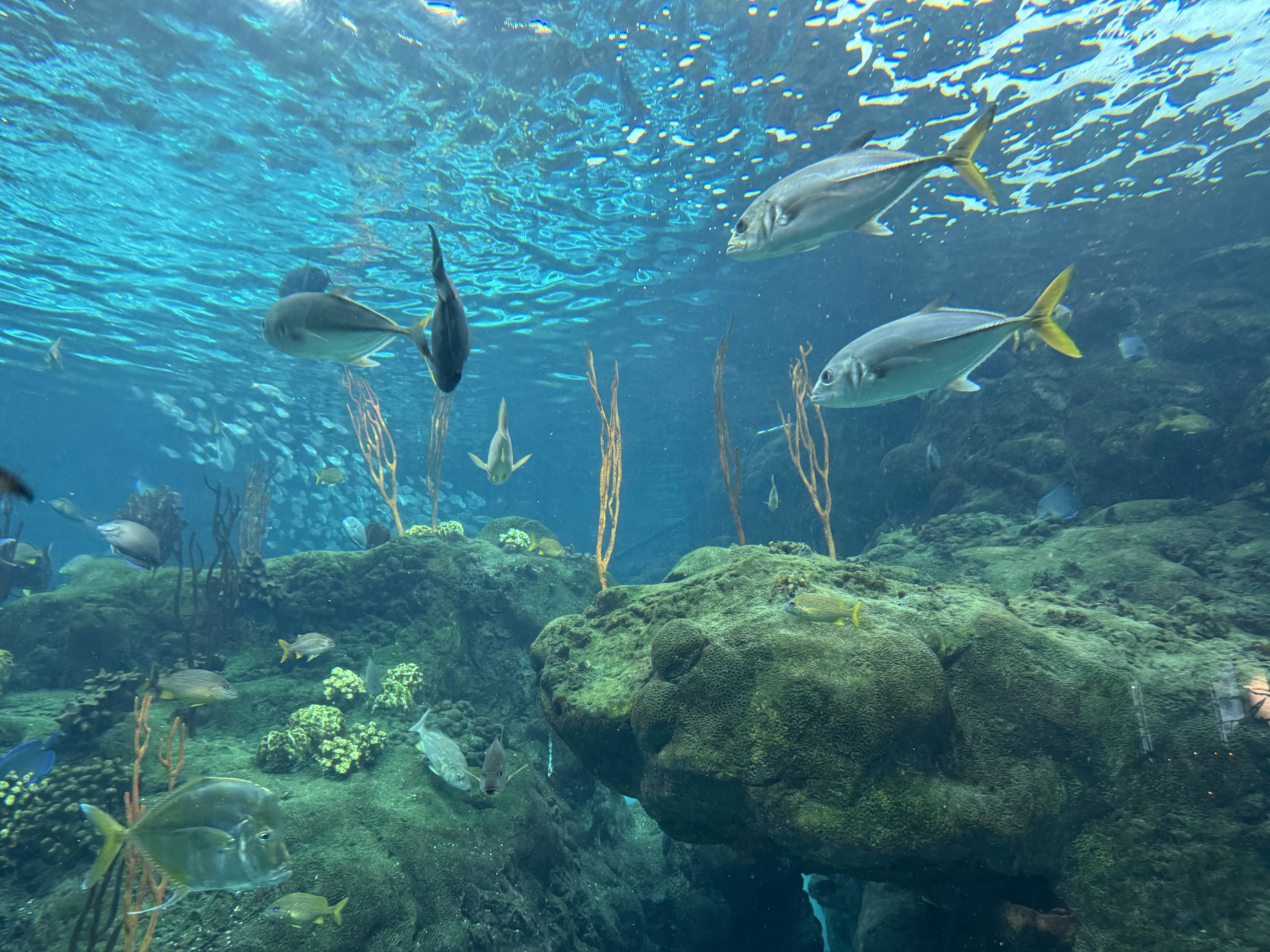 Florida Aquarium, Tampa